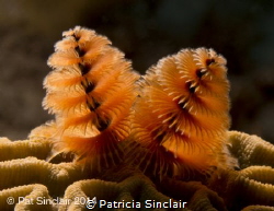Working on macro and lighting the Christmas tree worms to... by Patricia Sinclair 